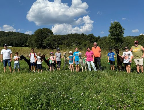 Ferienprogramm – Geführte Alpakawanderung